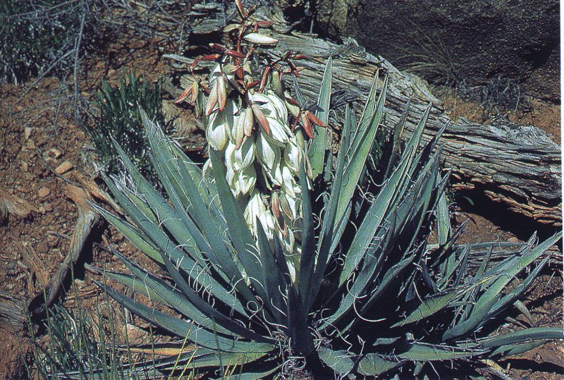 Yucca baccata ssp.baccata