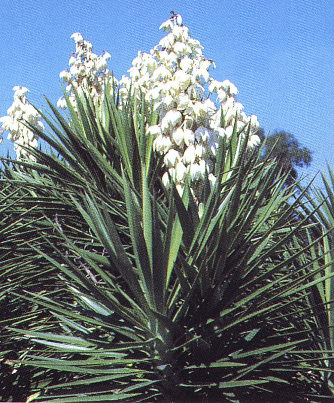Yucca aloifolia
