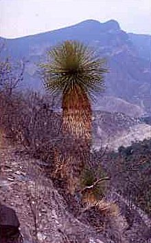 Yucca queretaroensis