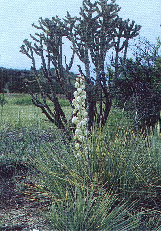 Yucca  harrimaniae ssp. neomexicana