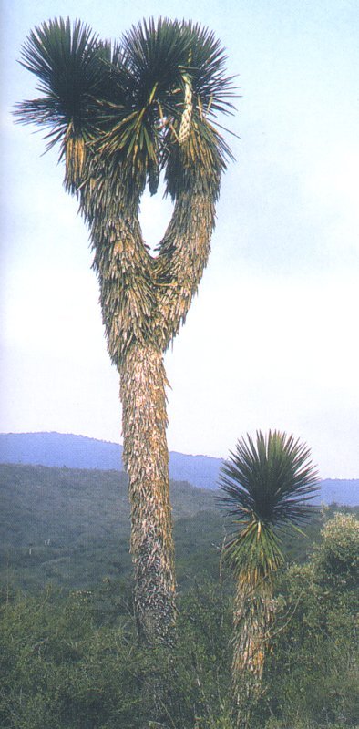 Yucca potosina
