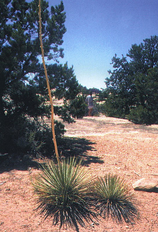 Yucca angustissima ssp.toftiae